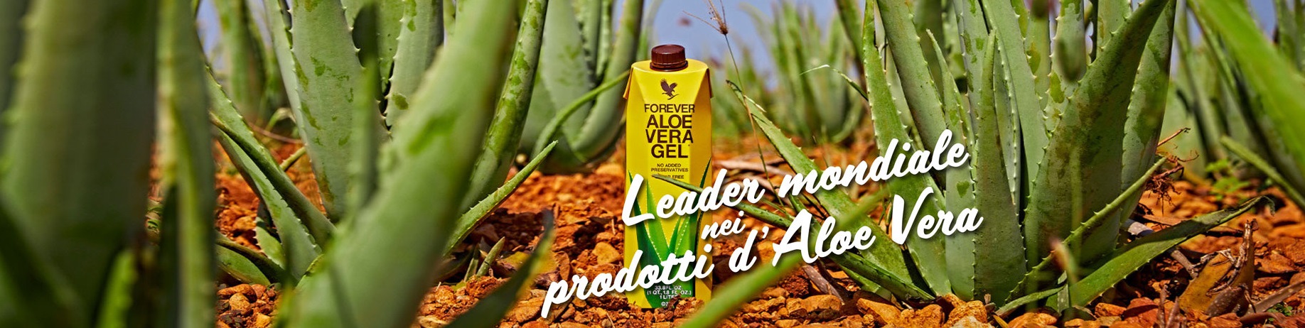 aloe forever leader mondiale.jpg